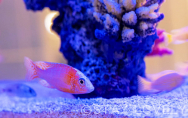 208号室①【Aquarium】（Type：C／Executive）
Stay:￥13,900～，
Rest:￥7,900～　　NEW