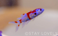 211号室①【Aquarium】（Type：G／Standard B）
Stay:￥9,900～，
Rest:￥5,490～　　NEW！