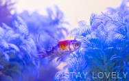 310号室②【Aquarium】（Type：D／Deluxe A）
Stay:￥12,900～，
Rest:￥6,900～　　NEW！
