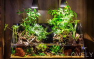 熱帯魚