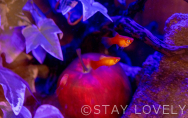 水槽（Aquarium）②／203号室