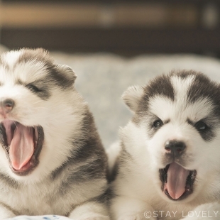 ペットと泊まれるラブホテル